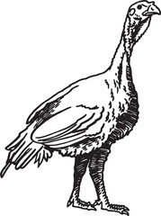 Graphical turkey on white background, vector illustration. Farmbird