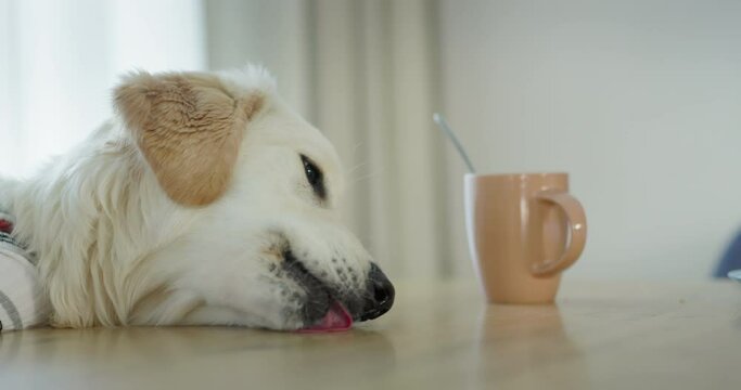 Golden retriever helps to clean the kitchen. Licks the kitchen table. Funny videos with pets