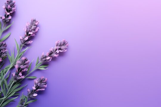  a bunch of lavender flowers on a purple and purple background with a place for a text or an image to put on a card or brochure.
