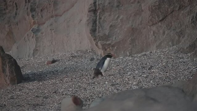 Endemic Tawaki Penguin During Sunset In Monro Beach, New Zealand. Close Up Shot