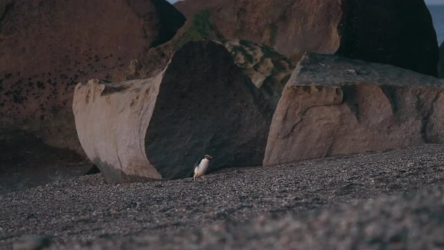 Rare Tawaki Spotted In Monro Beach Near Lake Moeraki During Sunset In West Coast, New Zealand. Tracking Shot