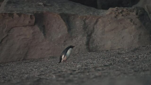 Fiordland Crested Penguin Tawaki Crossing On The Shore Of Monro Beach On Sunset In New Zealand. Tracking Shot