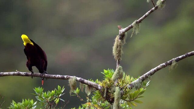 Montezuma Oropendola (Psarocolius montezuma) perched on branch, swings off its perch to start its 180-degree dip,  slowmotion