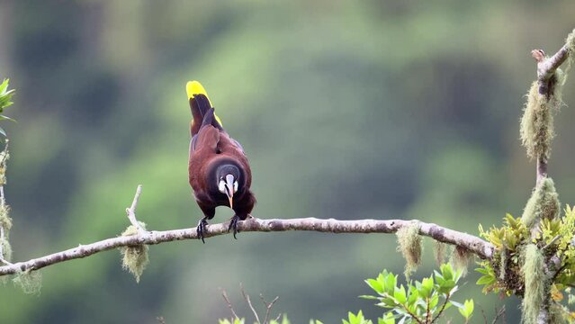 Montezuma Oropendola (Psarocolius montezuma) perched on branch, swings off its perch to start its 180-degree dip,  slowmotion
