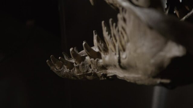 Chrysocetus Fouadasii skeleton - aquatic dinosaur fossil skull and teeth