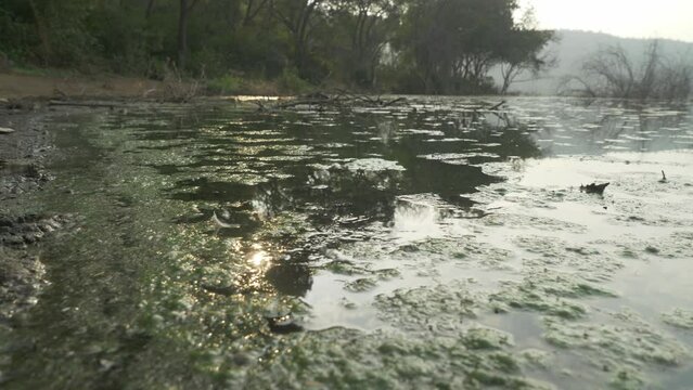 Green algae on Lonar Lake water surface