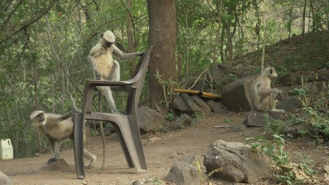 Asian monkeys Langurs at Lonar Lake Biodiversity Park