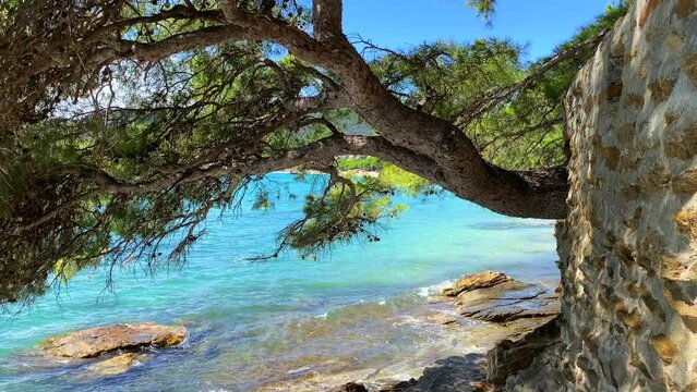 Beautiful transparent turquoise water and big trees by the sea in Cavalière Lavandou South of France, magical green nature hike near water, beach holiday vacation, 4K static shot