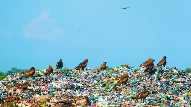 Black kite bird flock hunting through garbage landfill waste