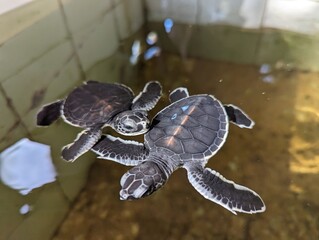 turtle in the water
