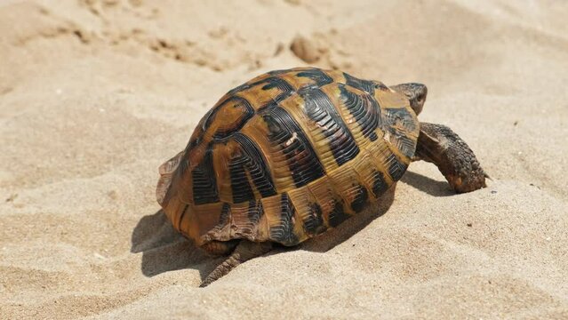 Close up video of Turtle walking on sand during summer hot days.