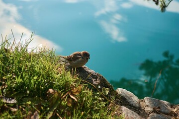 lake bled , sparrow clean itself