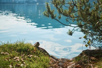 lake bled , sparrow clean itself