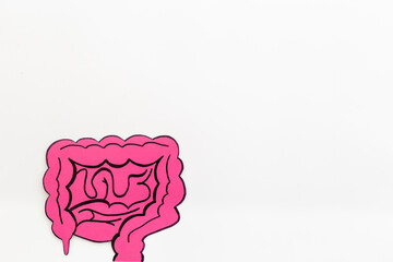 Human organs concept. Healthy intestines model, top view. Medical background