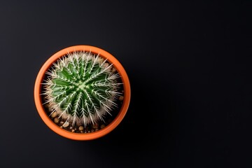  a green and white cactus in an orange pot on a black background with space for a name on the top of the pot.