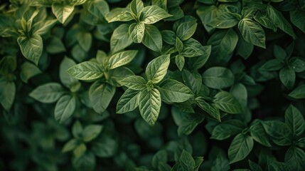 A detailed close up of a plant with lush green leaves. Perfect for botanical or nature-themed projects