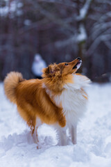 szczeniak owczarka szetlandzkiego na zimowym spacerze