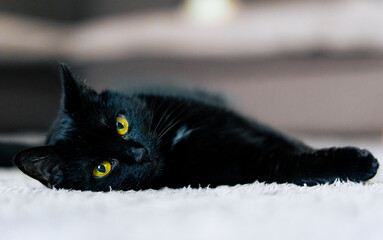 czarny domowy kot w trakcie wylegiwania na dywanie - obrazy, fototapety, plakaty