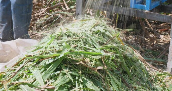Close up of corn leaves being shredded with a shredding machine,  leaving a pile of shredded plants on the tarpaulin.