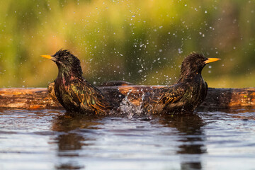 Starlings Having Bath