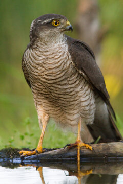 Sparrowhawk