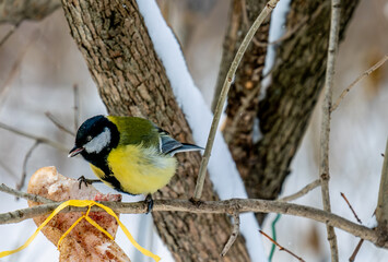 A tit sits on a tree branch on a winter day in close-up.