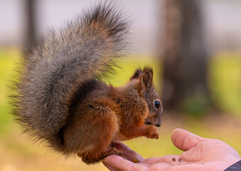 A squirrel sits on a man's arm and eats nuts.
