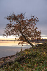 Lone tree with orange leaves on a tranquil autumn lake shore at sunrise
