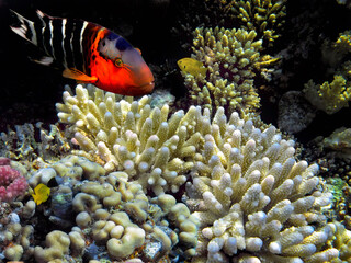 Hard coral, Red Sea, Sharm El Sheikh - 709639804