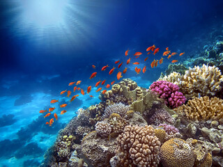 Hard coral, Red Sea, Sharm El Sheikh - 709639809