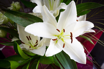 holiday or birthday background with white lily flower blossom closeup