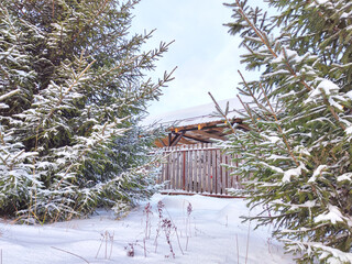 A small rustic house among firs or pines. Winter natural landscape