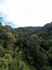 Beautiful rainforest trees, biodiversity in Malaysia.