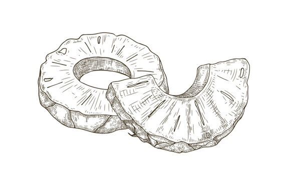 recommend clip art: Cut pineapple, round slice, semi-circle piece in retro vintage style. Exotic tropical fruit, sketch drawing, etching. Hand-drawn ananas. Detailed vector illustration isolated on white background