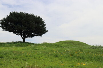 tree on a hill
