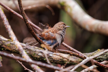 可愛いカヤクグリ（イワヒバリ科）。

日本国神奈川県相模原市、早戸川林道にて。
2024年1月3日撮影。

A Lovely Japanese Accentor (Prunella rubida, family comprising Rock larks).

At Hayatogawa forest road, Sagamihara, Kanagawa, Japan,
photo by janu