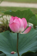 pink lotus flower