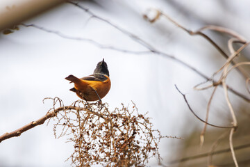 さえずる可愛いジョウビタキ（ヒタキ科）。

日本国神奈川県相模原市、早戸川林道にて。
2024年1月3日撮影。

A Lovely Daurian Redstart (Phoenicurus auroreus, family comprising flycatcher) chirping.

At Hayatogawa forest road, Sagamihara, Kanagawa, Japa