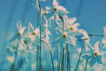 Flowers background. Blooming wild Narcissus flowers. Floral spring nature background. Vintage color