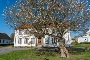 Big beautiful tree with white flowers in spring in front of an old and vintage residential building