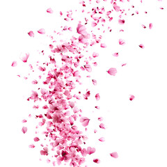 Cherry blossom rain: petals falling like raindrops isolated on white background, simple style, png
