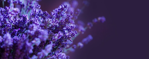 Close-up of lavender flowers, Soft focus on black banner background - obrazy, fototapety, plakaty