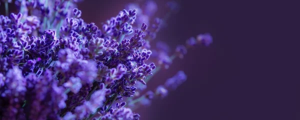 Fotobehang Close-up of lavender flowers, Soft focus on black banner background © Nataliya