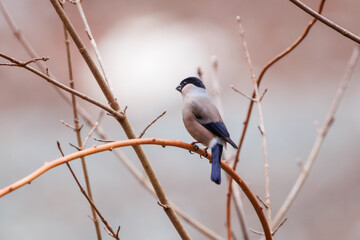 可愛いアカウソ（アトリ科）。

日本国神奈川県相模原市、早戸川林道にて。
2024年1月3日撮影。

A beautiful Eurasian Bullfinch (rosacea), (Pyrrhula pyrrhula rosacea Seebohm, family comprising finches).

At Hayatogawa forest road, Sagamihara, Kan