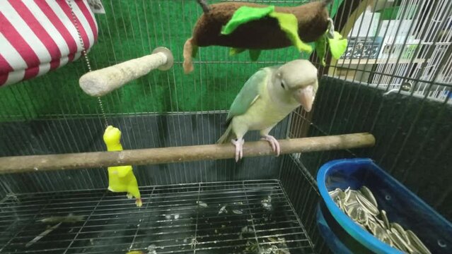 Green-cheeked parakeet or green-cheeked conure are eating sunflower seeds in a cage. It's a popular pet in Thailand.