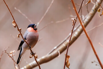 可愛いアカウソ（アトリ科）。

日本国神奈川県相模原市、早戸川林道にて。
2024年1月3日撮影。

A beautiful Eurasian Bullfinch (rosacea), (Pyrrhula pyrrhula rosacea Seebohm, family comprising finches).

At Hayatogawa forest road, Sagamihara, Kan