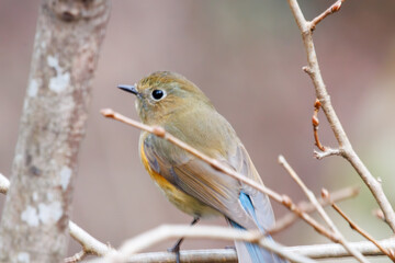 飛び出す幸せの青い鳥、可愛いルリビタキ（ヒタキ科）。

日本国神奈川県相模原市、早戸川林道にて。
2024年1月3日撮影。

A happy blue bird, the lovely Red-flanked Bluetail (Tarsiger cyanurus, family comprising flycatchers) in flight.

At Hayatogawa forest ro