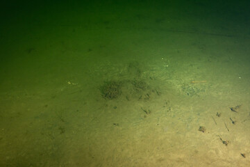 Seabed sandy bottom floor in north sea cold water off Dutch coastline Netherlands
