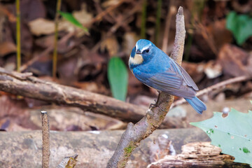 Obraz premium 幸せの青い鳥、可愛いルリビタキ（ヒタキ科）。日本国千葉県市川市、大町公園自然観察園にて。 2024年1月4日撮影。A happy blue bird, the lovely Red-flanked Bluetail (Tarsiger cyanurus, family comprising flycatchers).At Omachi park natural observation 