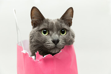 Fluffy beautiful gray cat sitting in a pink bag and looking into the frame with big cute eyes ....